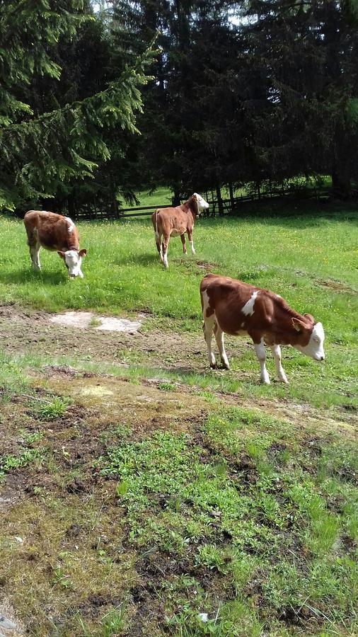 Haus Gell Hotel Mauterndorf  Luaran gambar